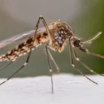 Gros plan réaliste d’un moustique posé sur une surface claire, illustrant un projet de lutte biologique contre les moustiques porteurs de maladies.