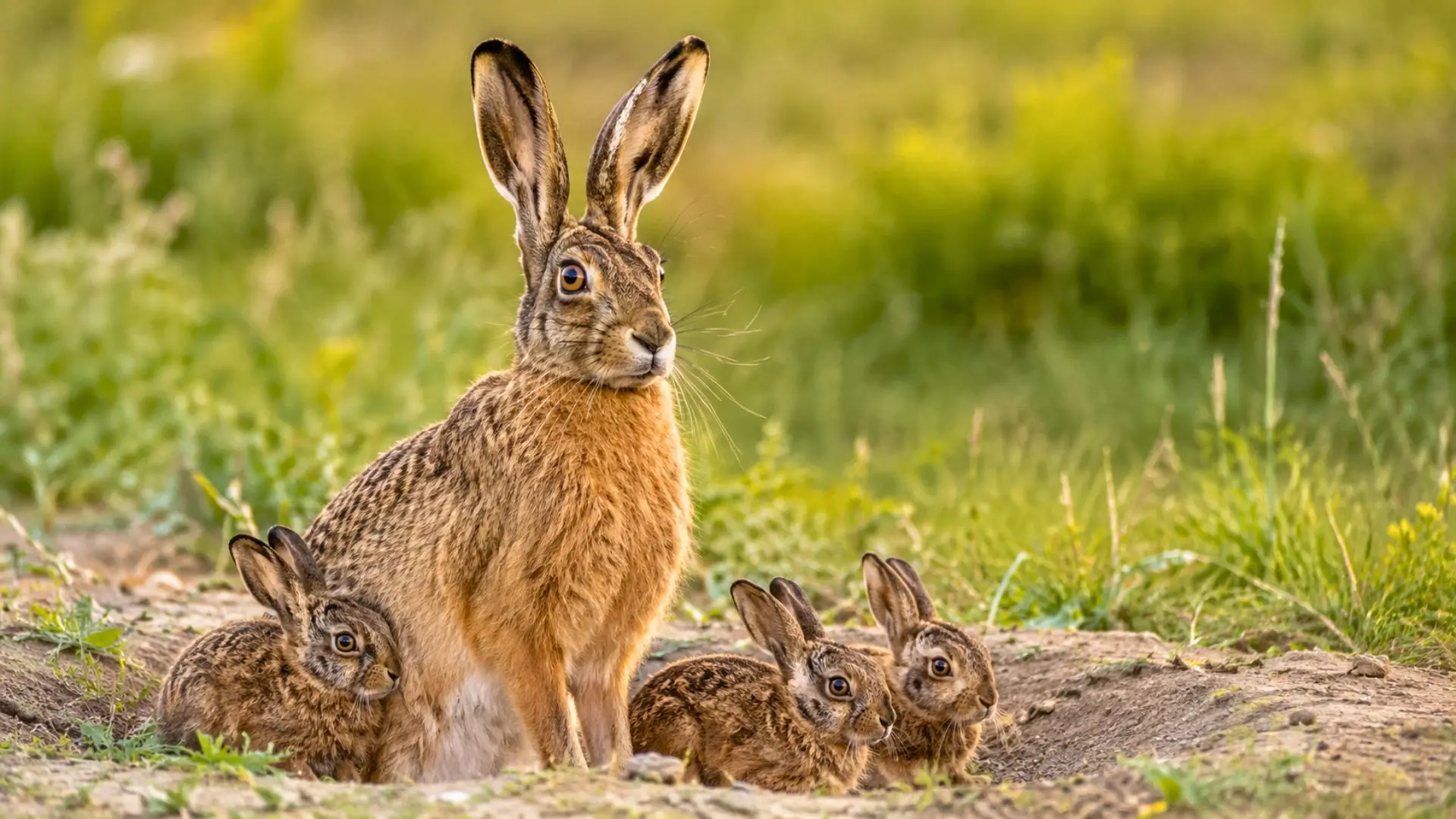 Hase et levreaux immobiles dans une prairie naturelle au lever du jour.