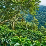 Oiseaux perchés dans une plantation de café d’ombre en Colombie, avec une forêt tropicale dense en arrière-plan.