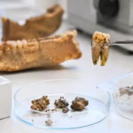 Dent humaine ancienne tenue avec une pince dans un laboratoire, près de fragments archéologiques analysés dans des boîtes de prélèvement.