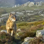 Un loup sauvage se tient sur une lande rocheuse des monts d’Arrée en Bretagne, dans une lumière naturelle, au cœur d’un paysage rural brumeux.