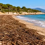 Dépôts bruns de posidonie sur une plage méditerranéenne face à la mer.