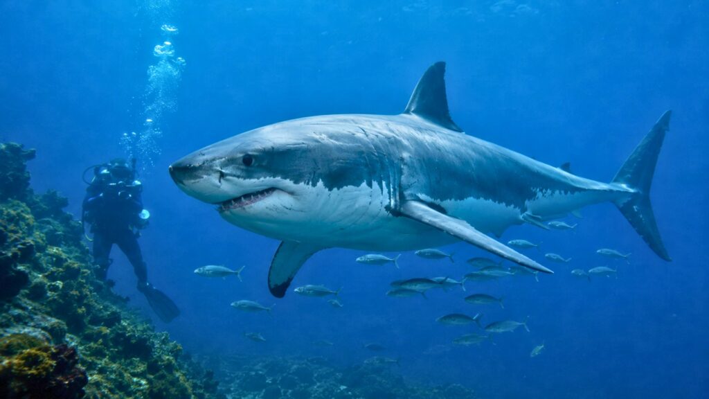 Grand requin blanc nageant calmement sous l’eau avec des poissons pilotes.