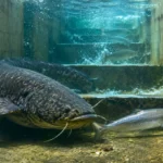 Grand silure dans une passe à poissons avec des saumons migrateurs.