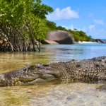 Crocodile marin partiellement immergé dans une eau peu profonde près d’une mangrove aux Seychelles.