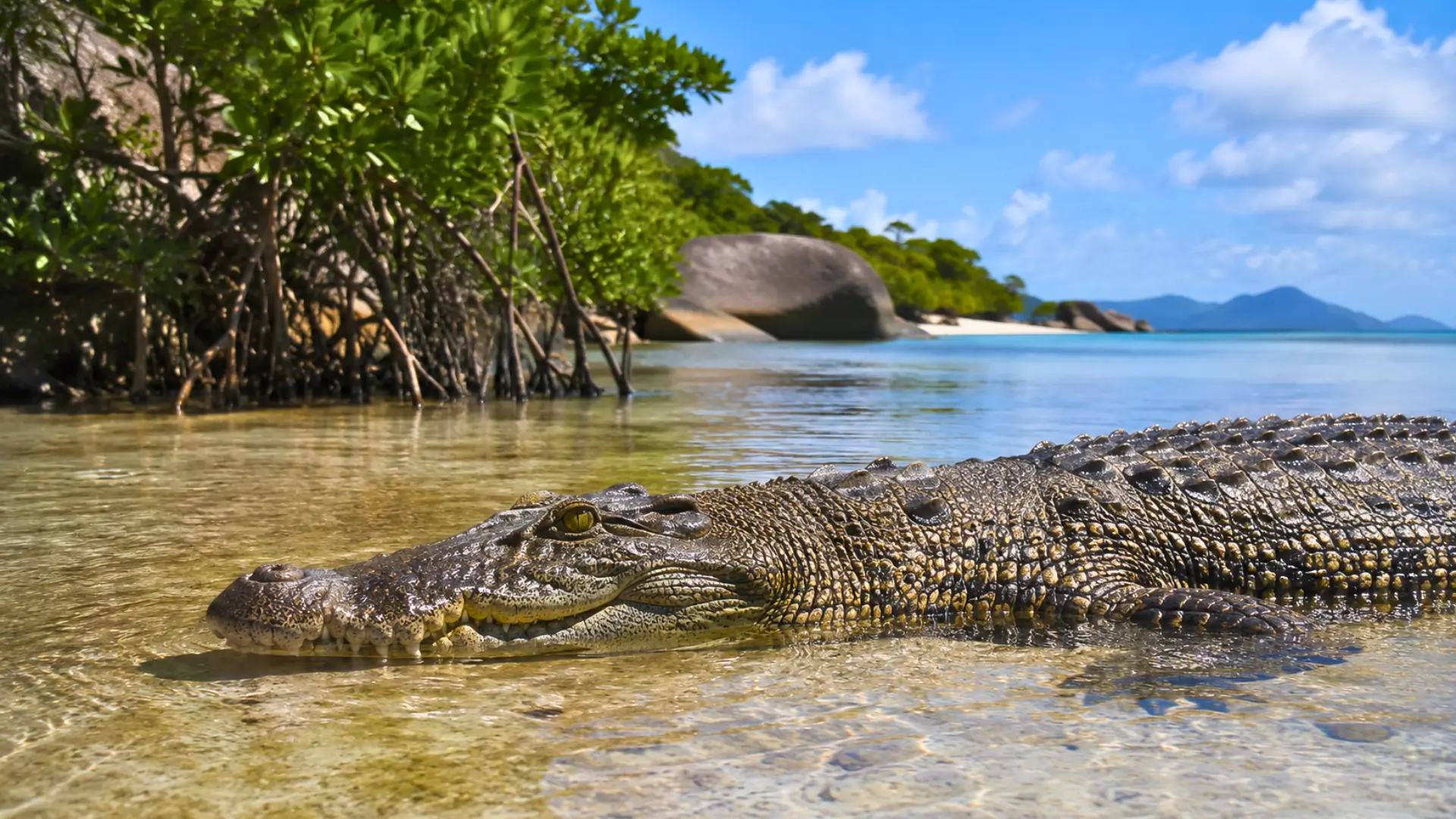 Crocodile marin partiellement immergé dans une eau peu profonde près d’une mangrove aux Seychelles.