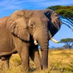 Éléphant moderne debout dans une savane sèche, entouré d’herbes dorées et d’arbres clairsemés.