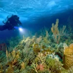 Plongeur scientifique explorant une forêt animale de coraux, gorgones et éponges sous la glace antarctique à 130 mètres de profondeur.