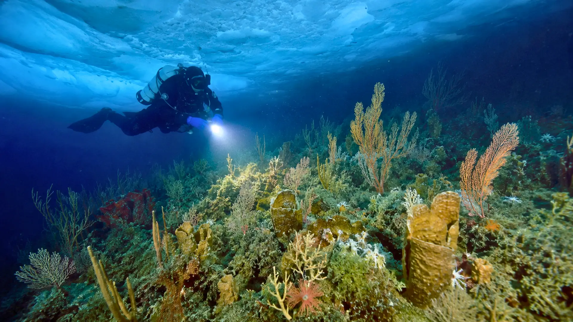 Plongeur scientifique explorant une forêt animale de coraux, gorgones et éponges sous la glace antarctique à 130 mètres de profondeur.