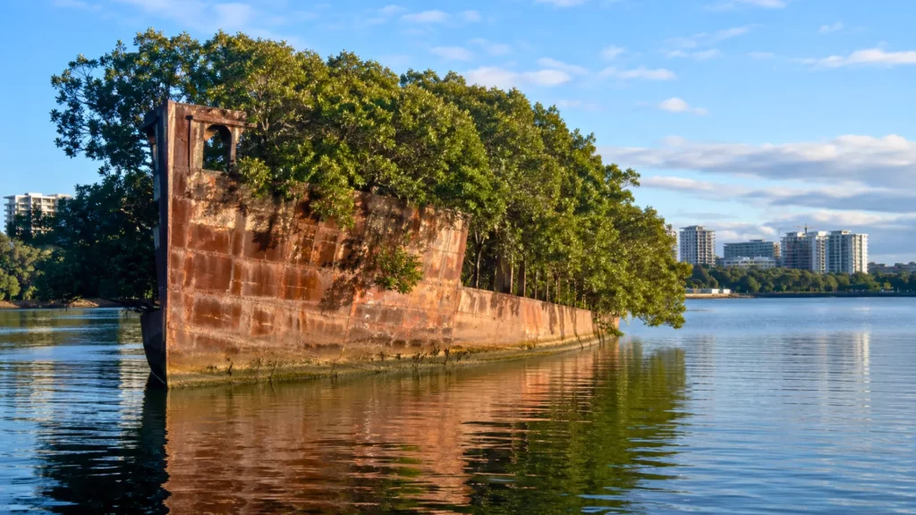 Épave rouillée du SS Ayrfield couverte de mangroves dans les eaux calmes de Homebush Bay à Sydney.