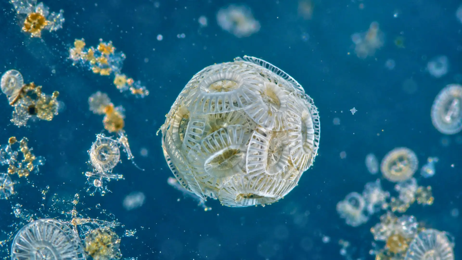 Coccolithophore observé au microscope, entouré de plaques calcaires fragiles dans une eau océanique bleue.