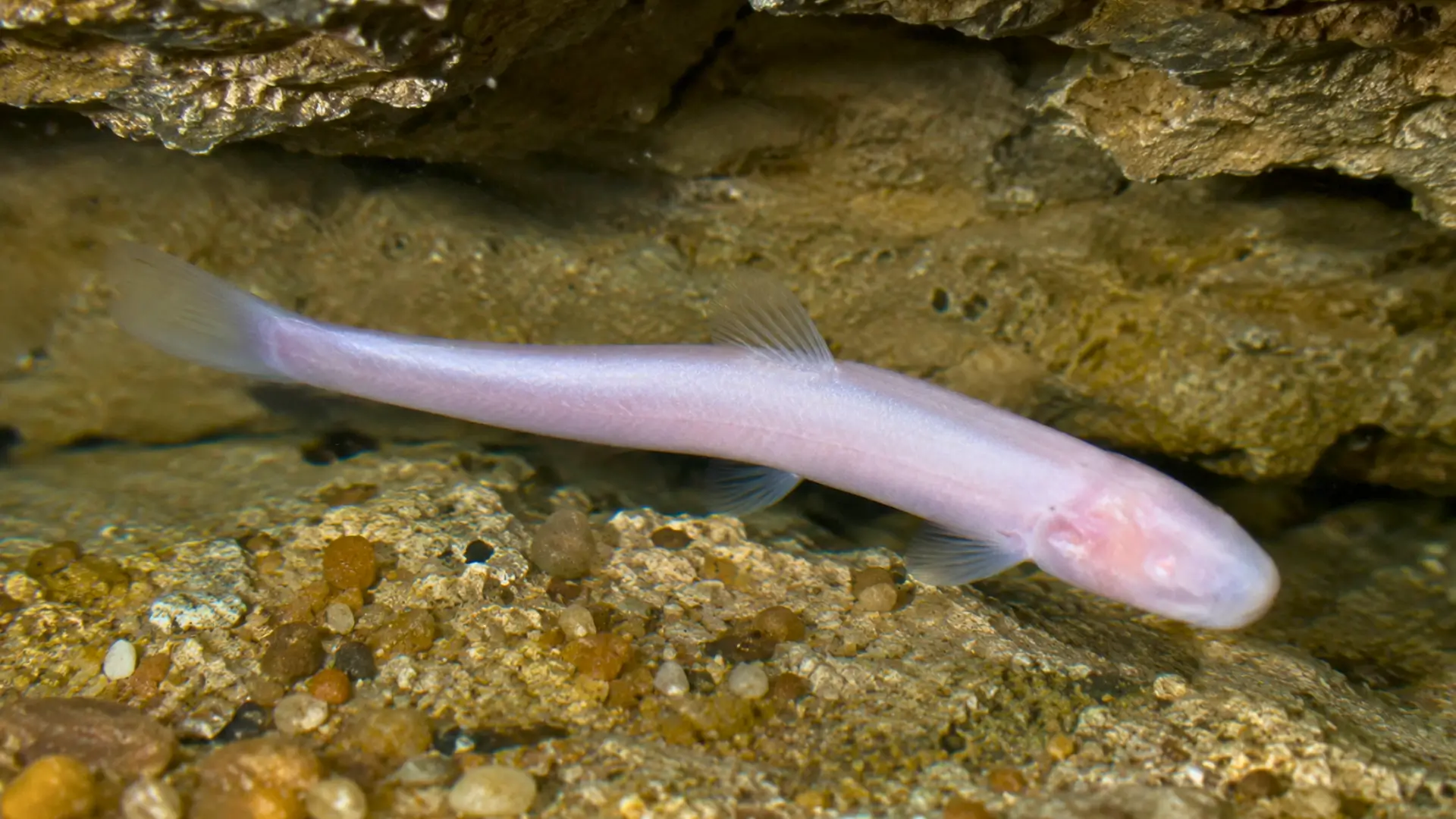 Poisson cavernicole aveugle et translucide nageant sous une paroi rocheuse dans une grotte d’Alabama.