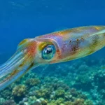 Calmar récifal à grandes nageoires nageant au-dessus d’un récif corallien dans une eau bleue claire.