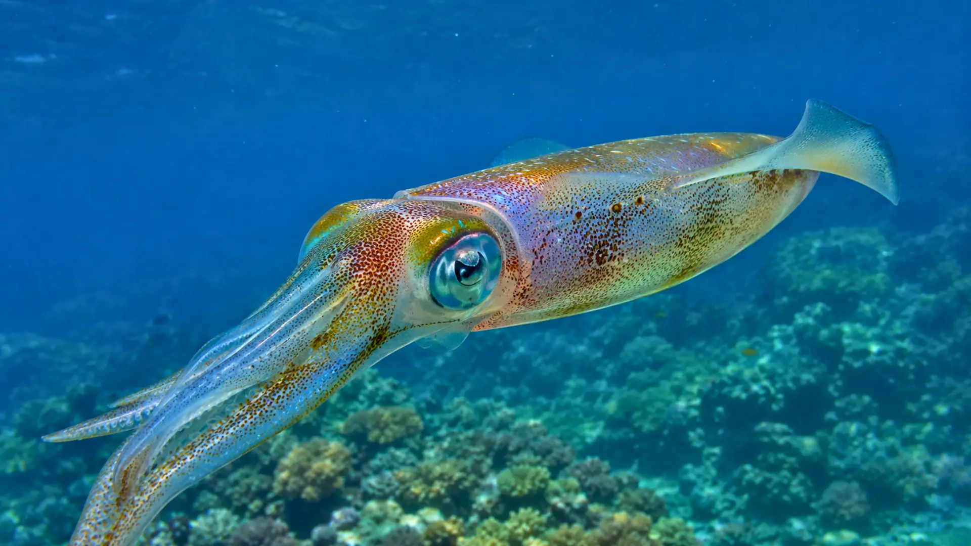 Calmar récifal à grandes nageoires nageant au-dessus d’un récif corallien dans une eau bleue claire.