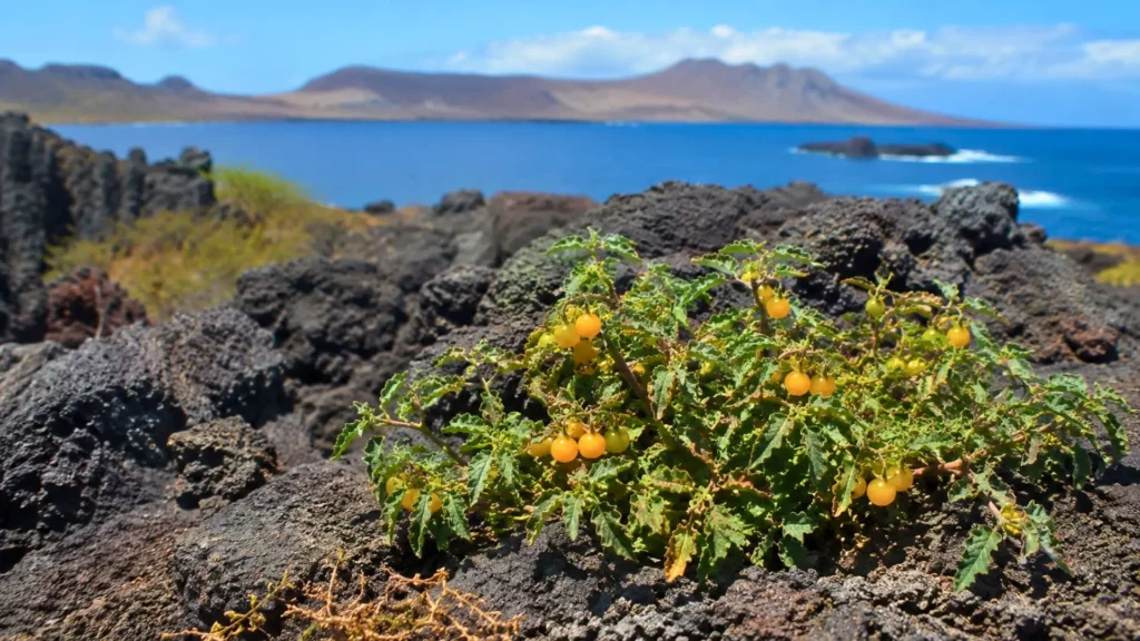 Tomate sauvage jaune poussant entre des roches volcaniques noires sur une île des Galápagos