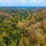 Vue panoramique de la forêt amazonienne partiellement asséchée sous l’effet d’El Niño