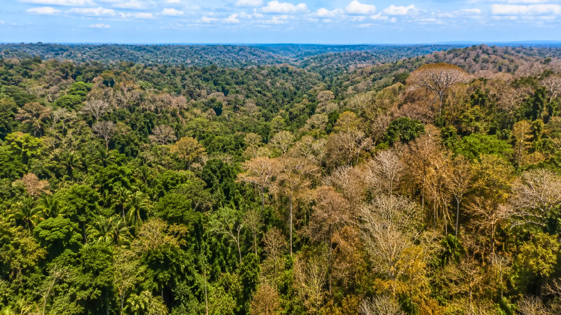 Vue panoramique de la forêt amazonienne partiellement asséchée sous l’effet d’El Niño