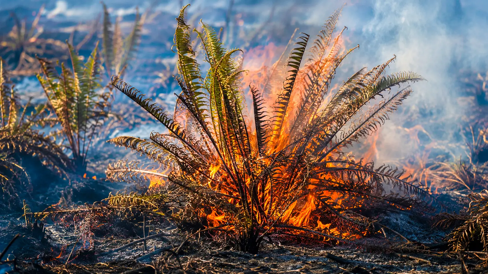 Une grande fougère préhistorique brûle au milieu d’un paysage noirci par les incendies, sous un épais voile de fumée.