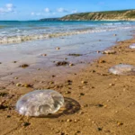 Méduses translucides échouées sur une plage du Calvados au bord de la mer