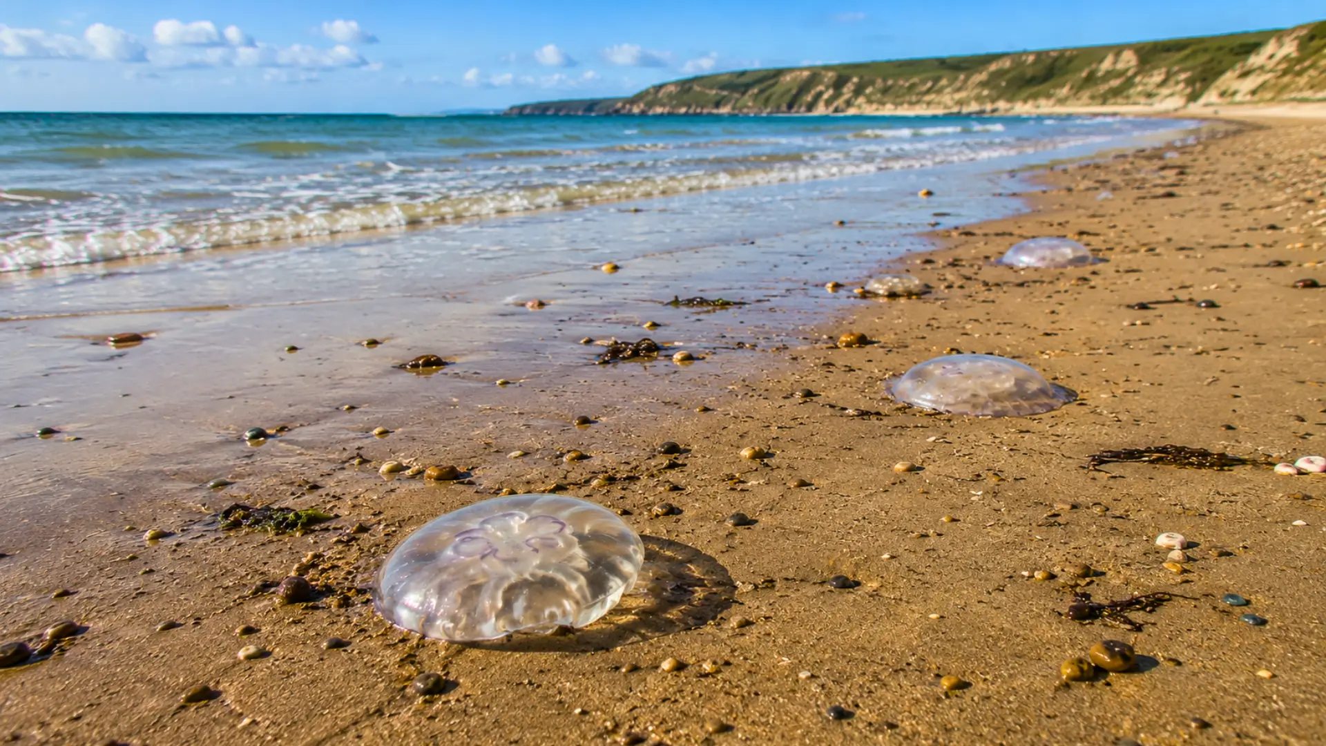 Méduses translucides échouées sur une plage du Calvados au bord de la mer
