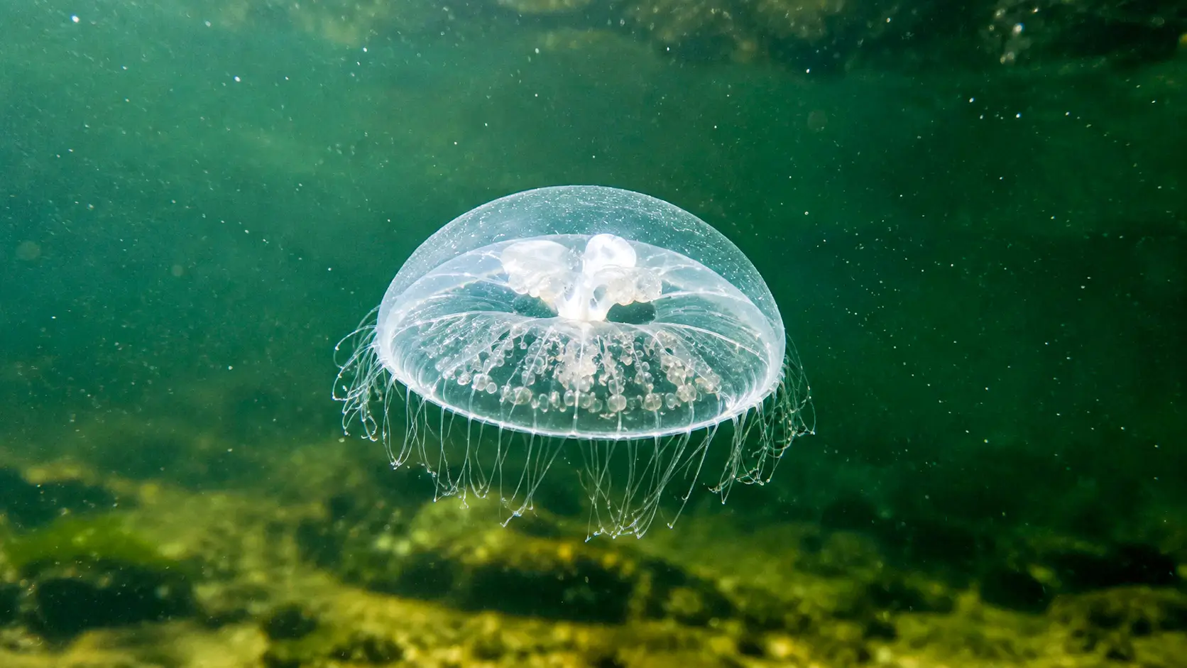 Une méduse d’eau douce translucide dérive dans les eaux du lac d’Orient, dans l’Aube.