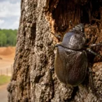Un pique-prune accroché à l’écorce d’un vieil arbre, avec un chantier d’autoroute et une pelleteuse flous en arrière-plan.