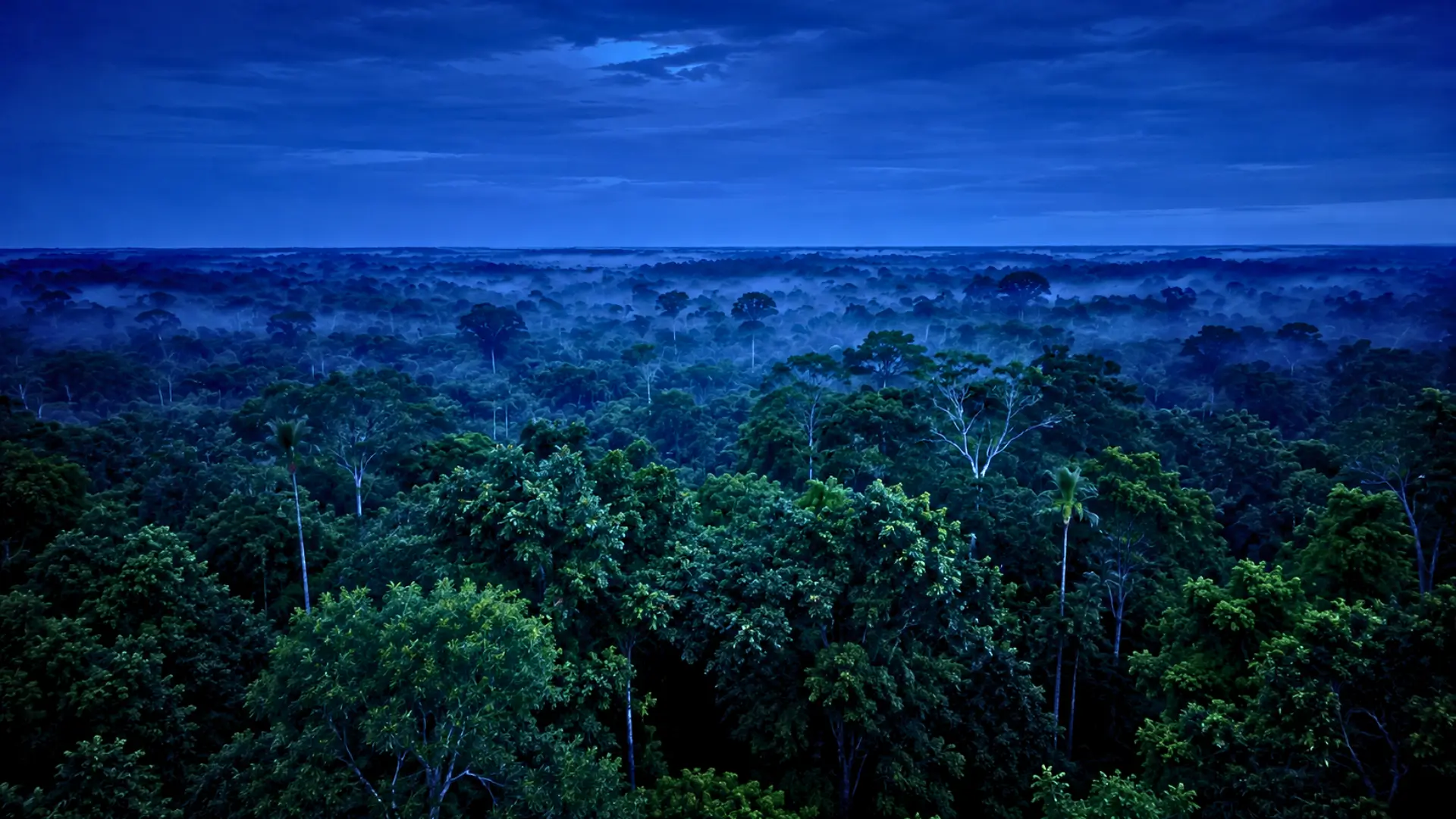 Vue nocturne de la forêt amazonienne enveloppée de brume sous un ciel bleu sombre
