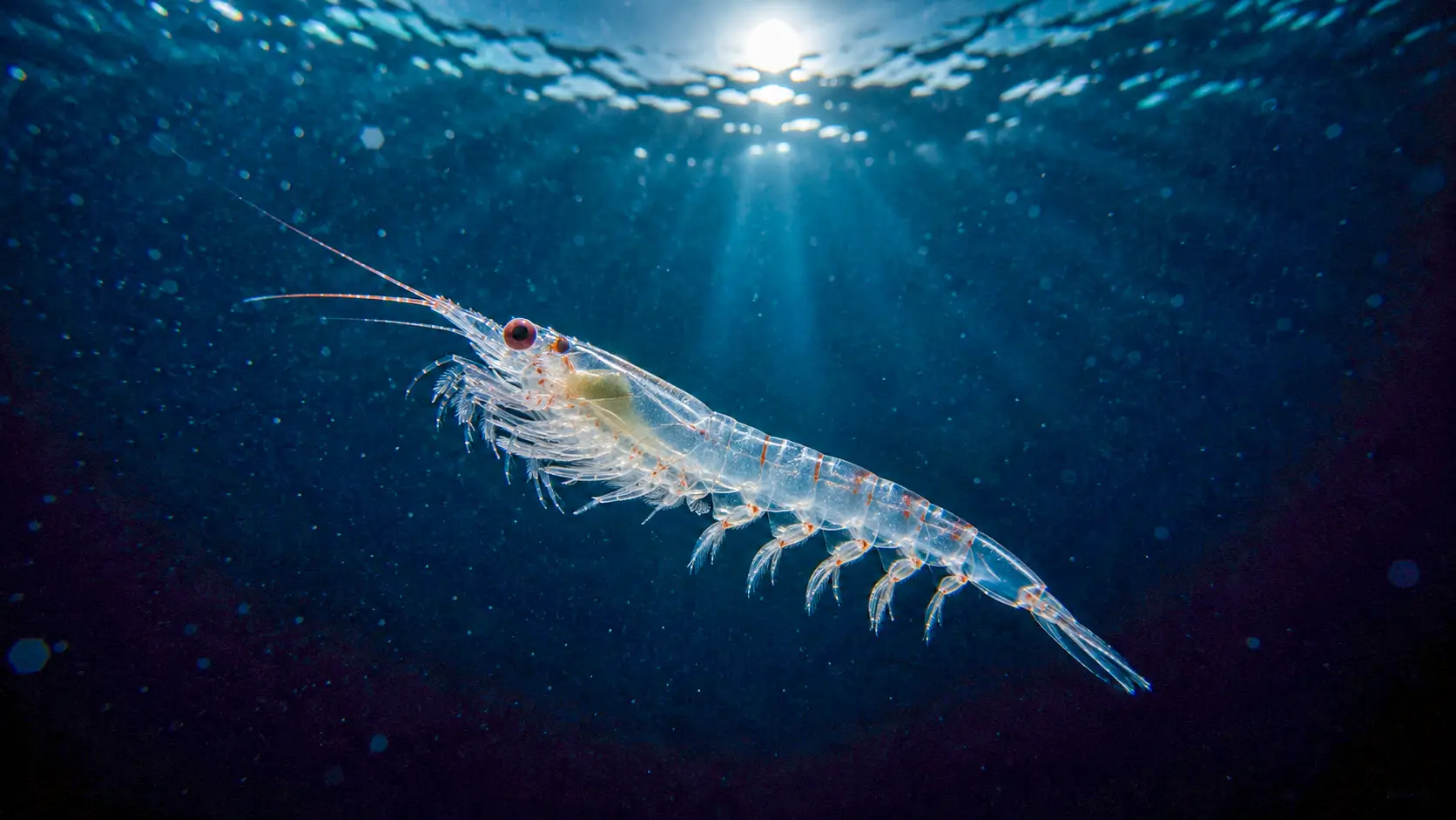 Un organisme de zooplancton translucide remonte vers la surface de l’océan sous une lumière nocturne.