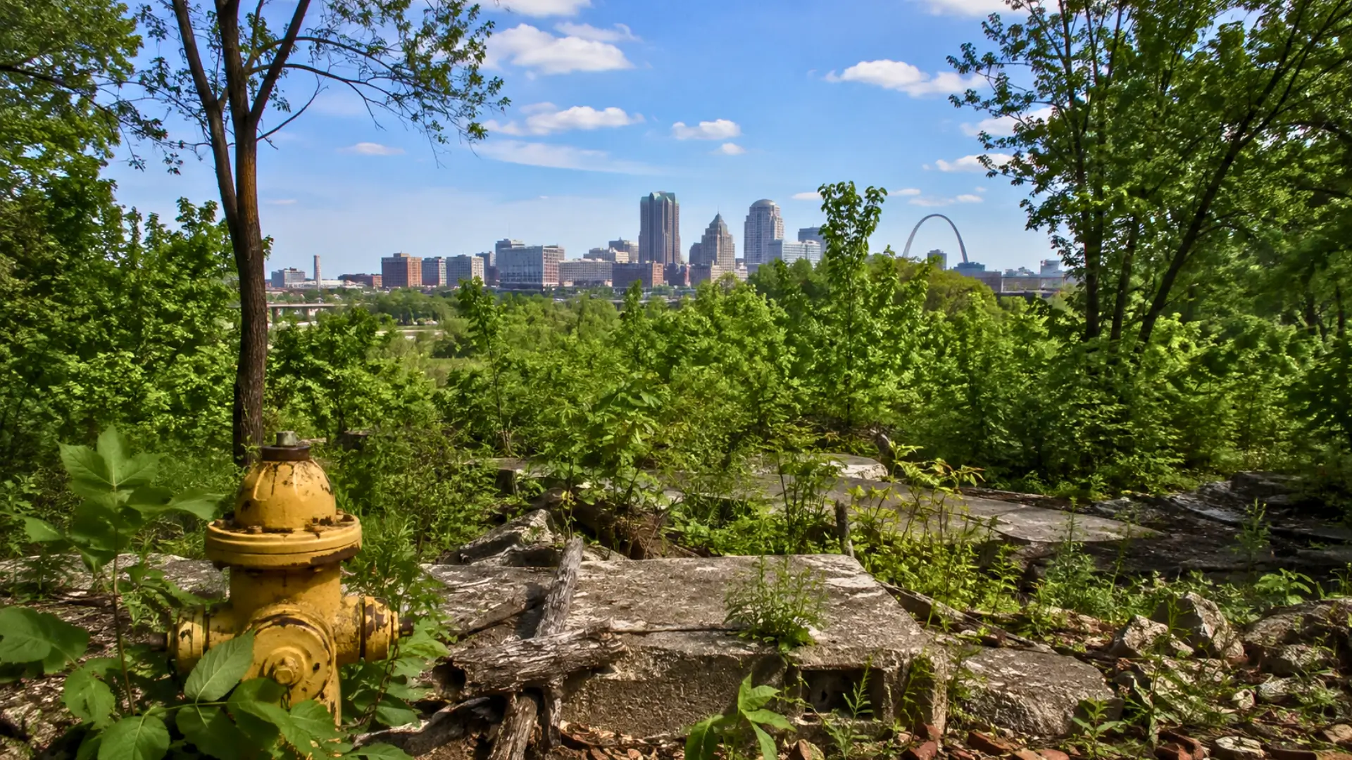 Forêt urbaine sur l’ancien site de Pruitt-Igoe à Saint-Louis, avec hydrant jaune, dalles de béton brisées et skyline de la ville en arrière-plan.