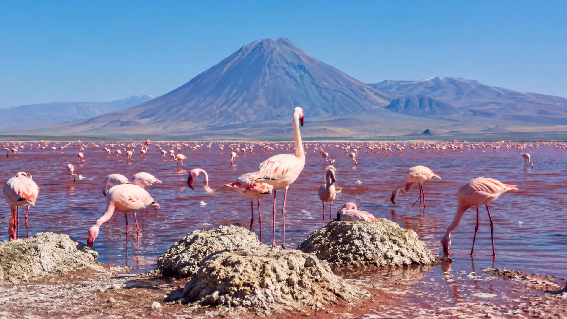 Flamants roses dans les eaux rougeâtres du lac Natron en Tanzanie, avec le volcan Ol Doinyo Lengai au loin.