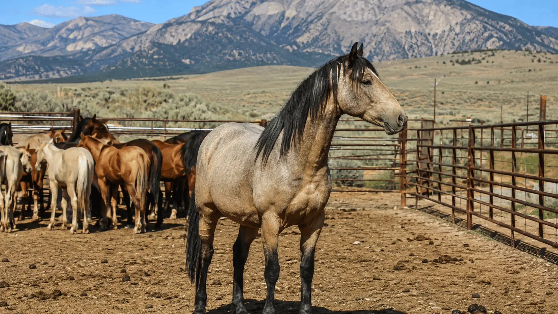 Mustang sauvage américain dans un enclos fédéral avec d’autres chevaux et les montagnes de l’Ouest en arrière-plan.