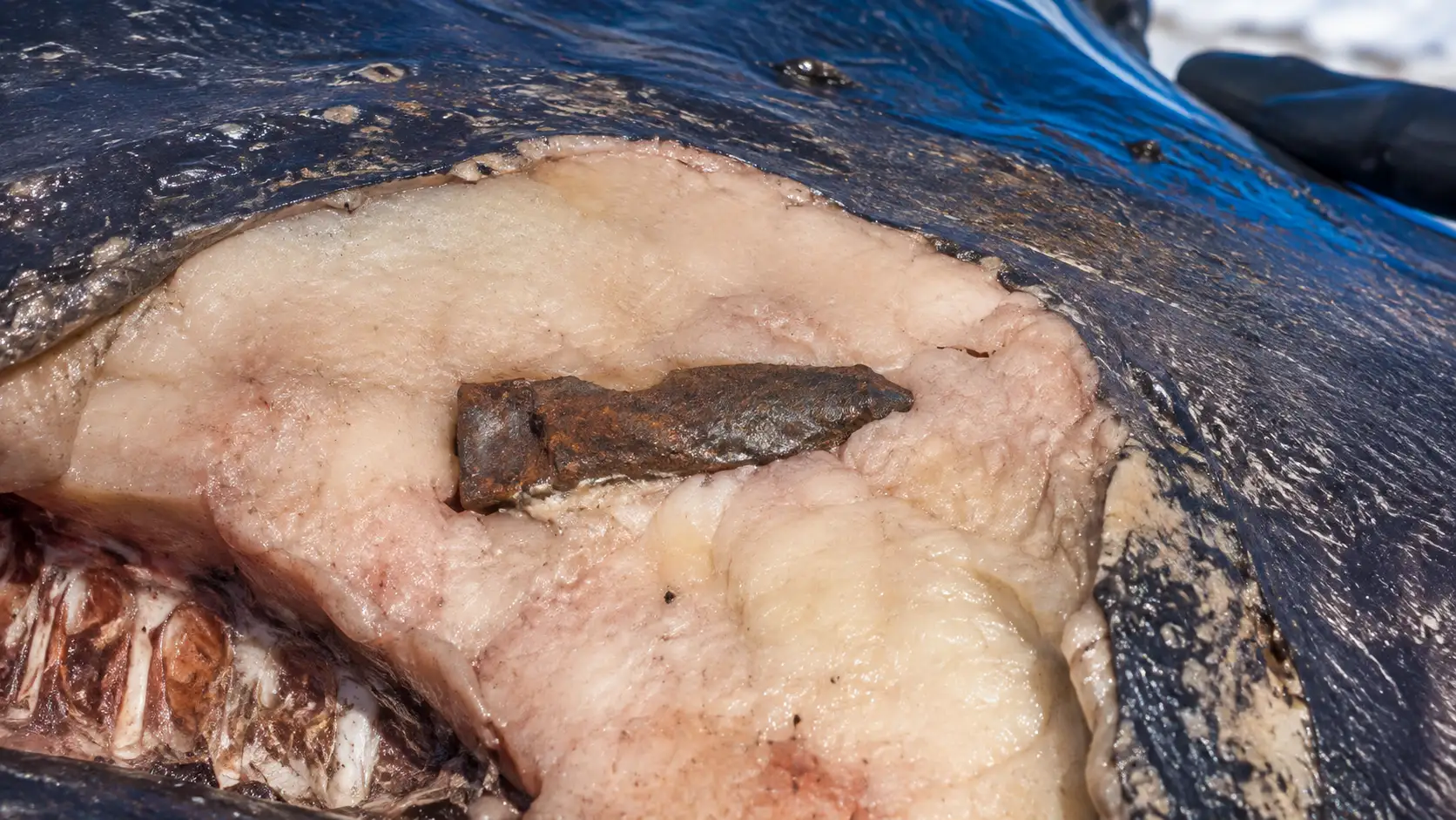 Un ancien fragment de harpon rouillé apparaît profondément logé dans le lard d’une baleine boréale chassée en Alaska.