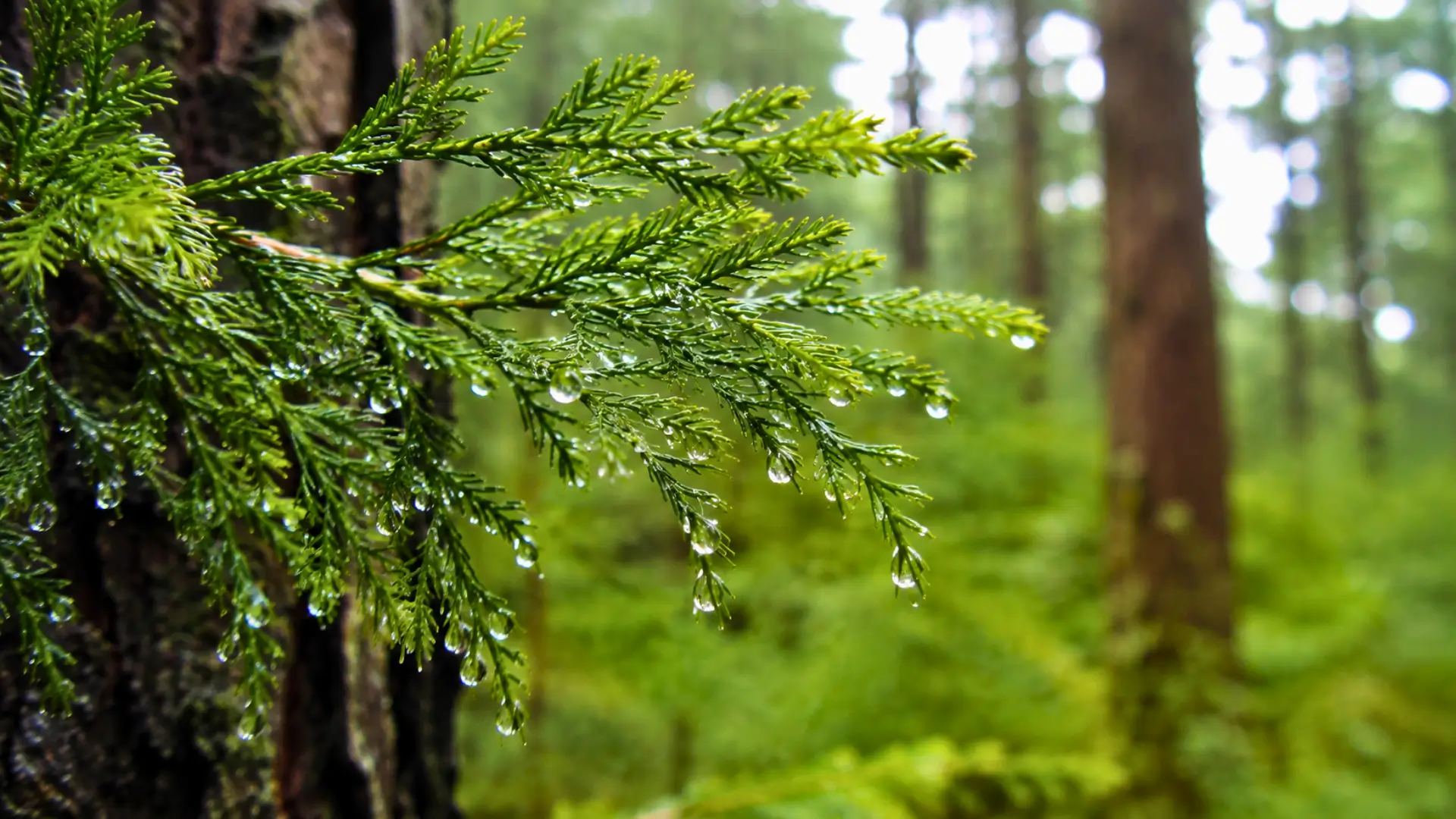 Branche de séquoia couverte de gouttes d’eau dans une forêt humide