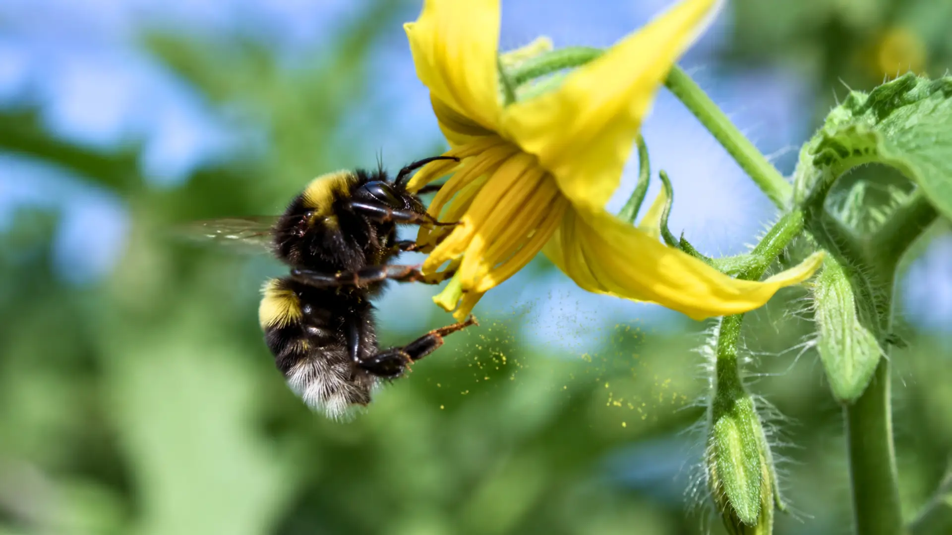 Bourdon agrippé à une fleur de tomate jaune pendant la pollinisation par vibration, avec du pollen libéré autour des anthères.
