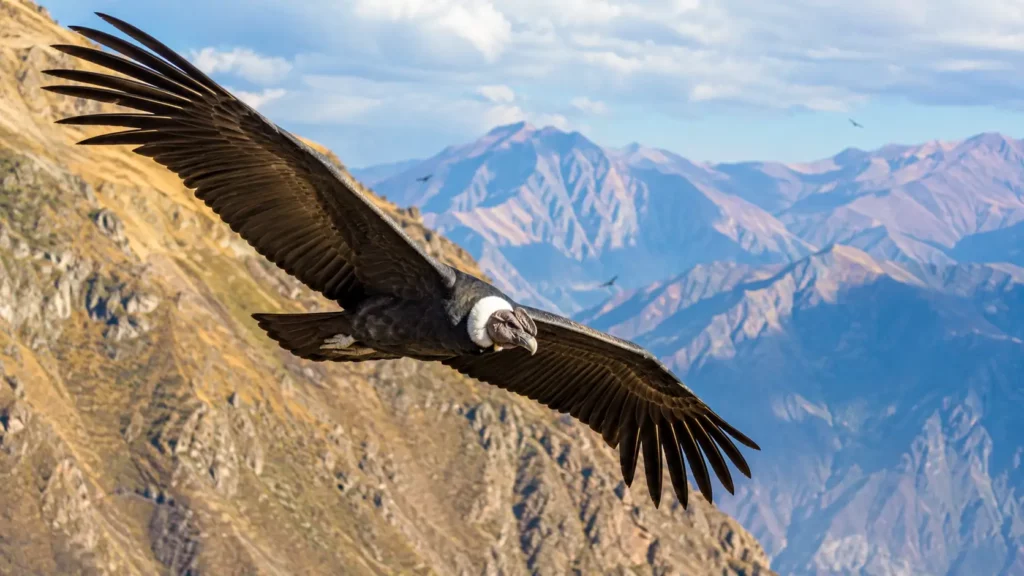 Un condor des Andes plane au-dessus des montagnes, ailes largement déployées, tandis que d’autres rapaces évoluent au loin.