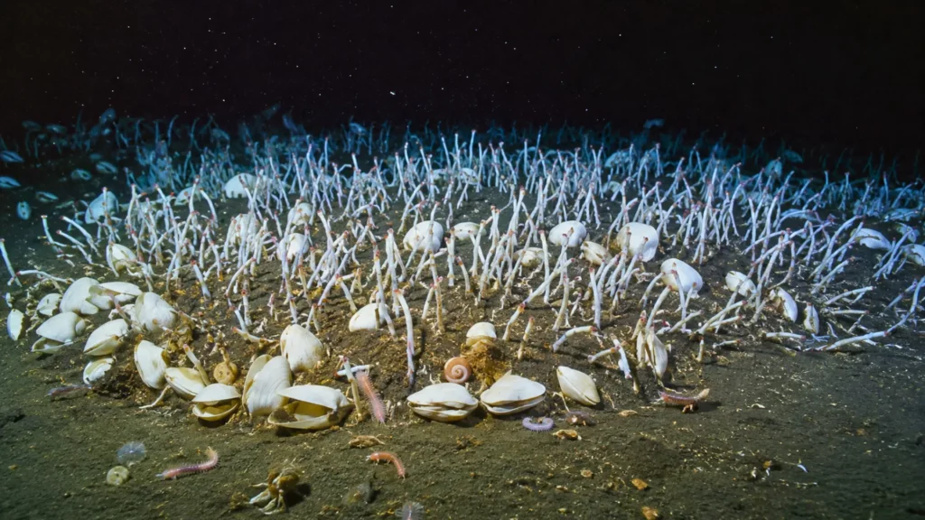 Communauté de vers marins et de bivalves vivant sur les sédiments d’une fosse du Pacifique à plus de 9 000 mètres de profondeur.