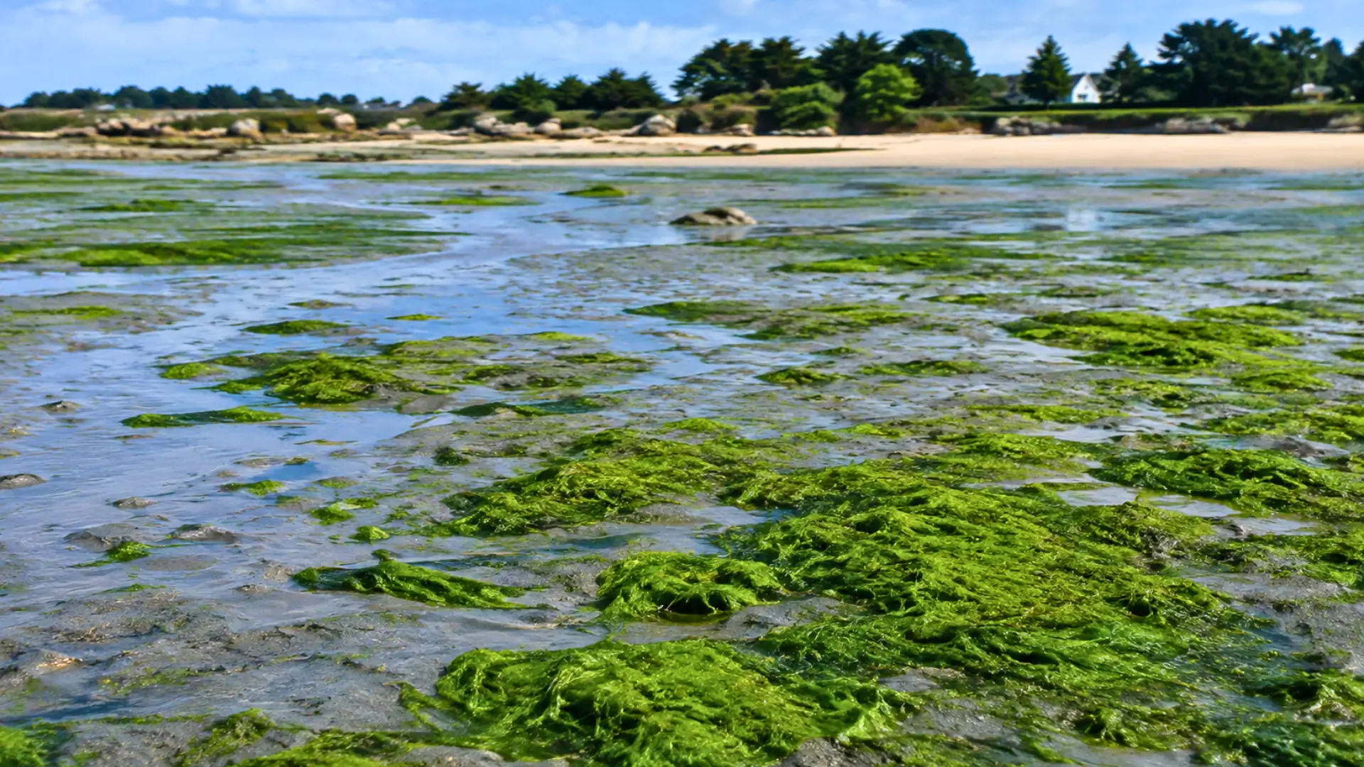Vasière en Bretagne à marée basse recouverte par des amas d’algues vertes, avec plage et littoral en arrière-plan.