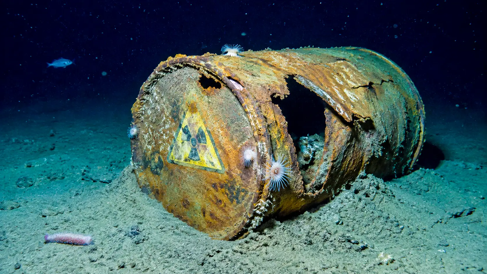 Un fût radioactif fortement corrodé et éventré repose sur le fond de l’Atlantique, colonisé par des organismes marins des abysses.