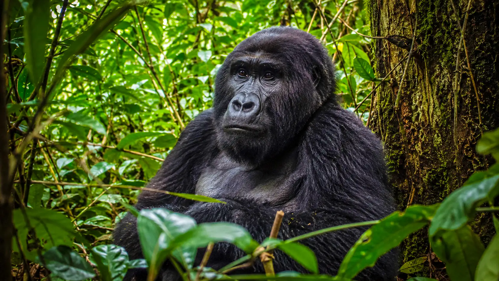 Un gorille des plaines de l’Ouest observe calmement la forêt tropicale dense du parc national d’Odzala-Kokoua, au Congo.