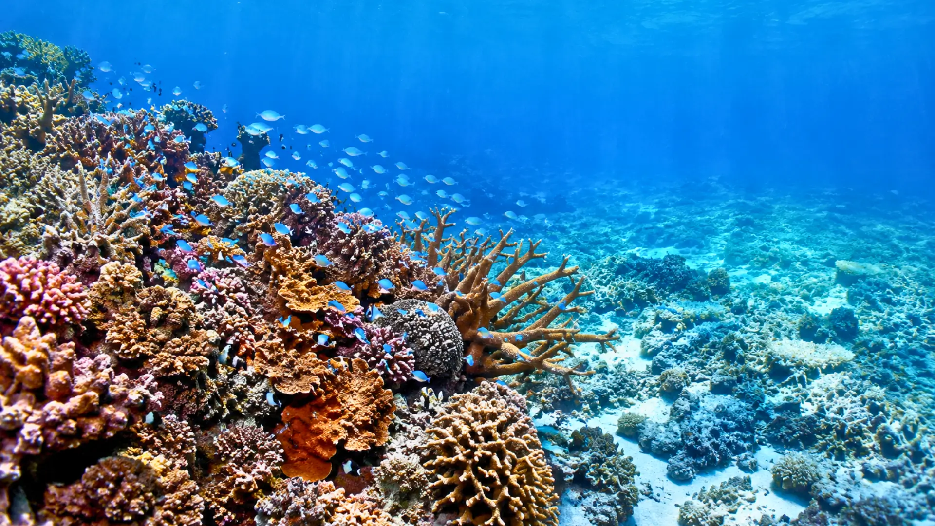 Récif corallien tropical avec de nombreux poissons près d’une zone dégradée et appauvrie en coraux