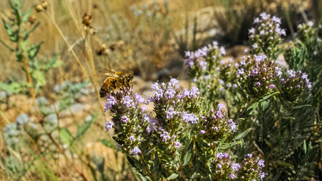 Abeille butinant des fleurs de thym dans une végétation méditerranéenne touchée par la sécheresse