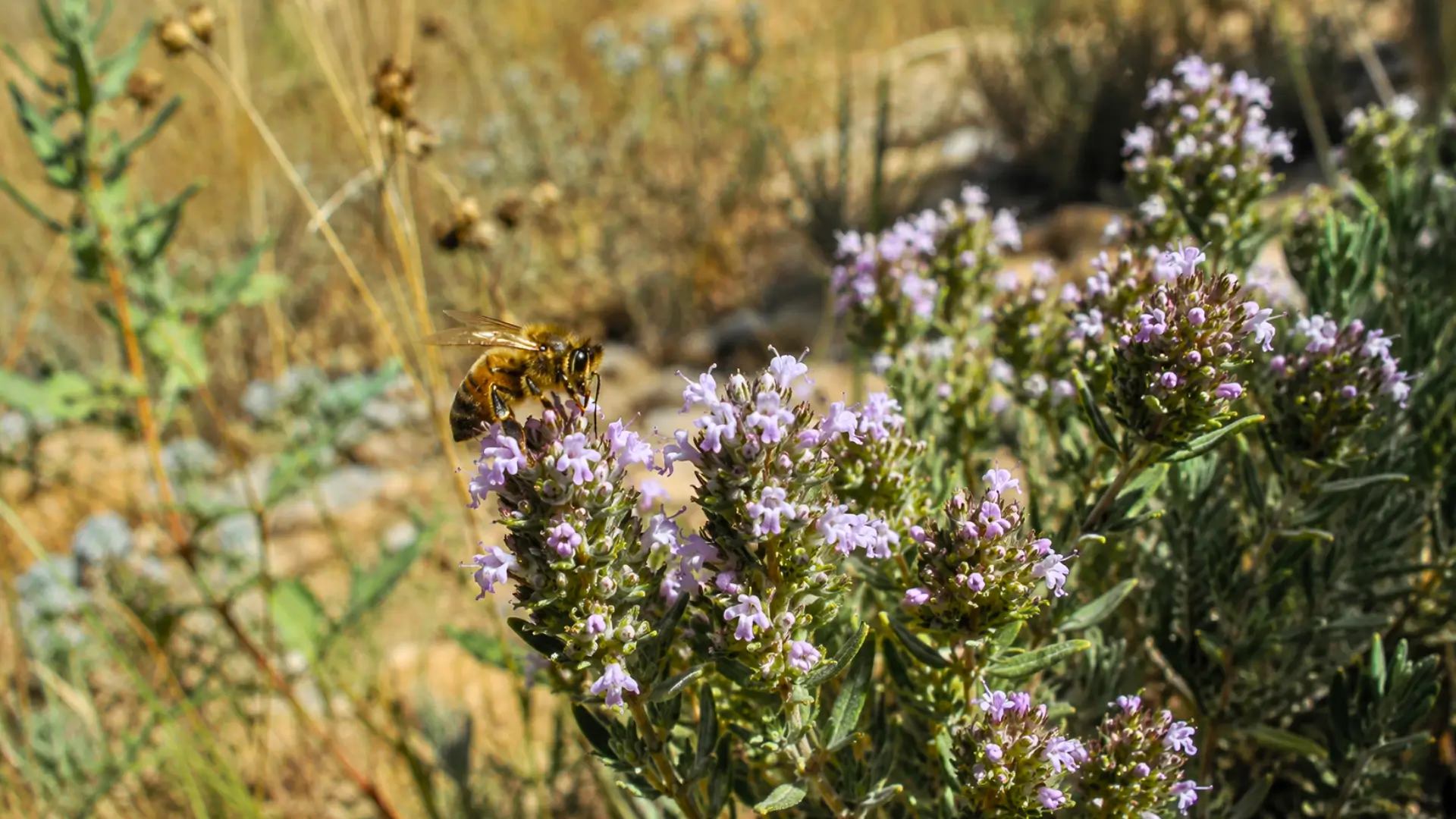 Abeille butinant des fleurs de thym dans une végétation méditerranéenne touchée par la sécheresse