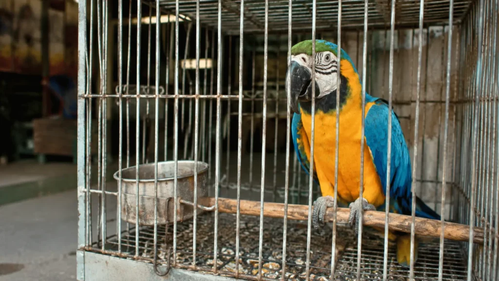 Perroquet ara bleu et jaune enfermé dans une cage métallique.
