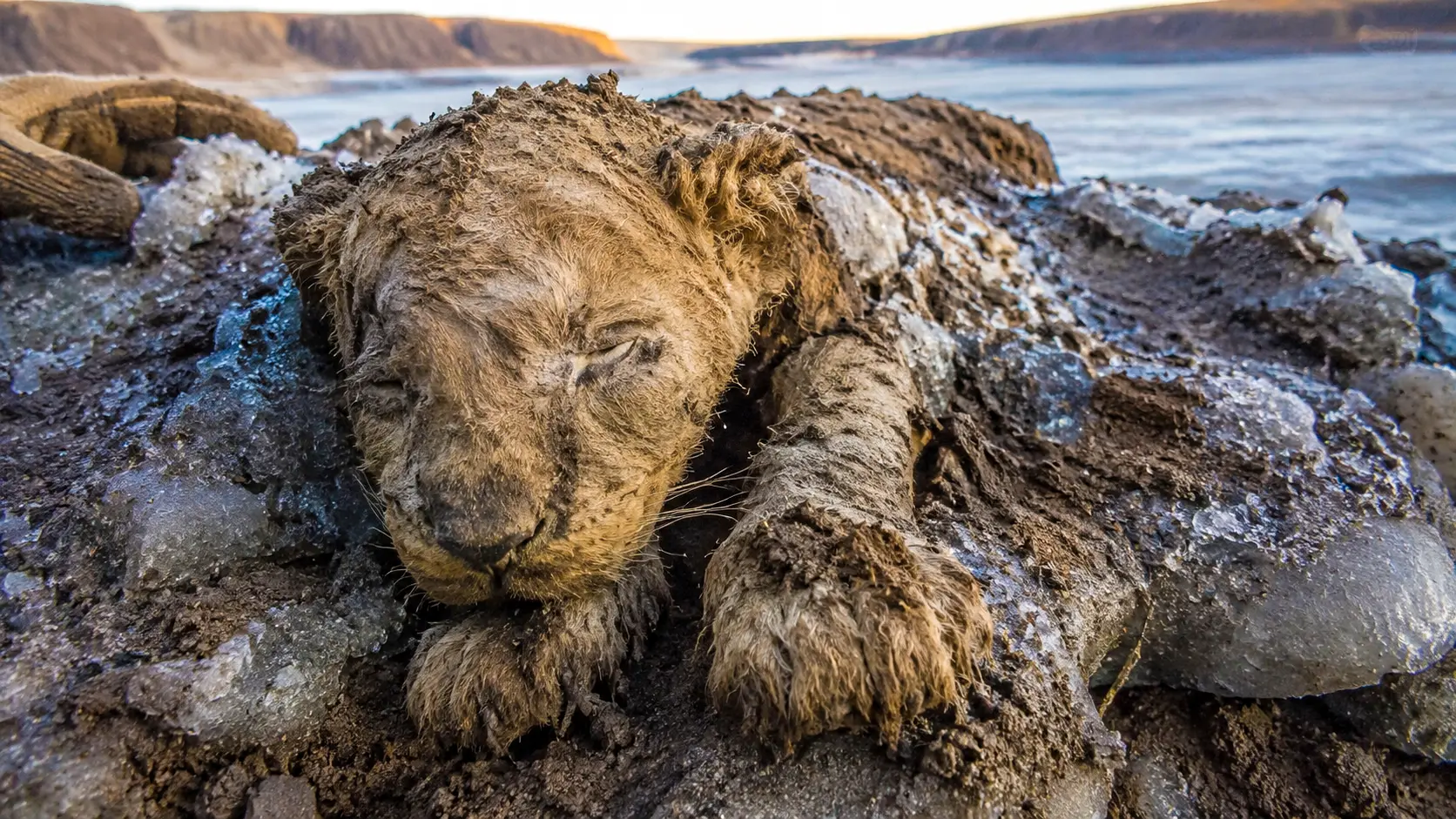 Un lionceau préhistorique momifié repose dans le pergélisol sibérien, entouré de glace et de terre gelée.