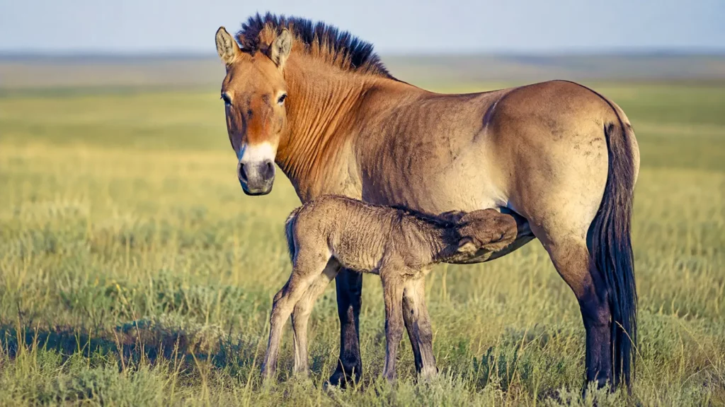 Un poulain de cheval de Przewalski tète sa mère au cœur des vastes steppes du Kazakhstan.
