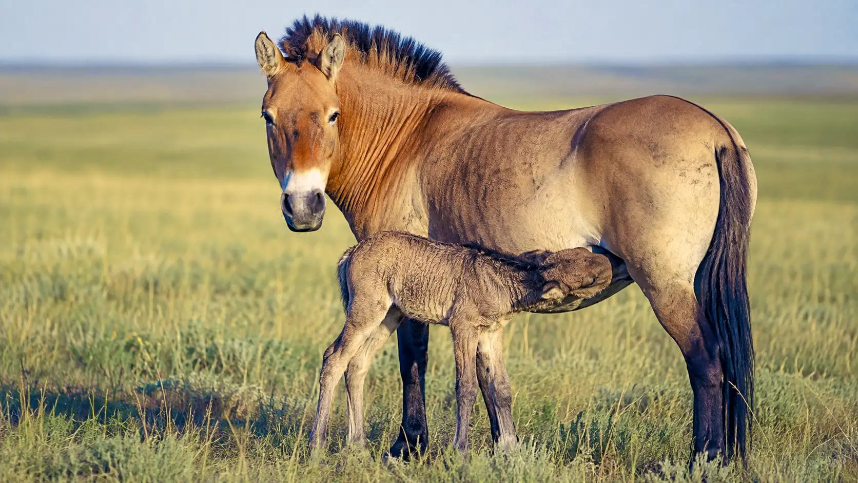 Un poulain de cheval de Przewalski tète sa mère au cœur des vastes steppes du Kazakhstan.