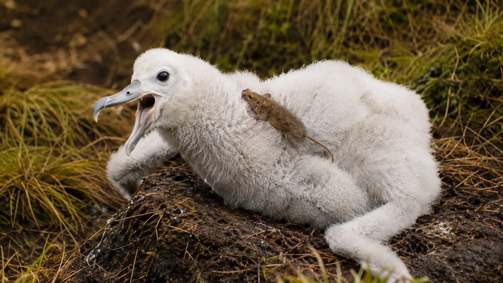 Une petite souris brune attaque un poussin d’albatros au sol sur l’île Gough, au milieu des herbes humides.