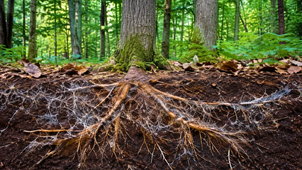Racines d’arbres reliées par un réseau de filaments mycorhiziens sous le sol d’une forêt.