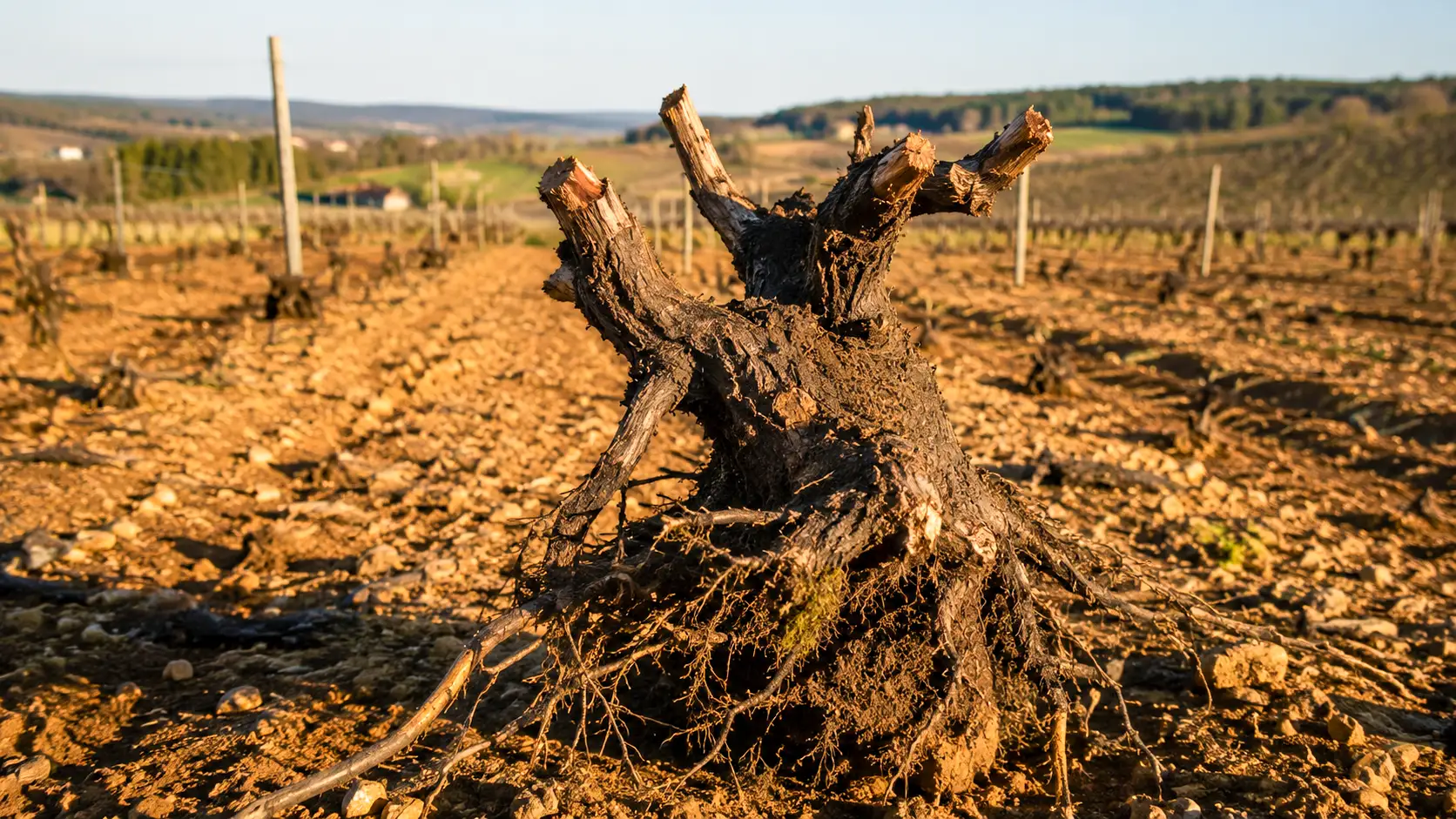 Une vieille souche de vigne déracinée repose sur un sol nu, au milieu d’une parcelle viticole française récemment arrachée.