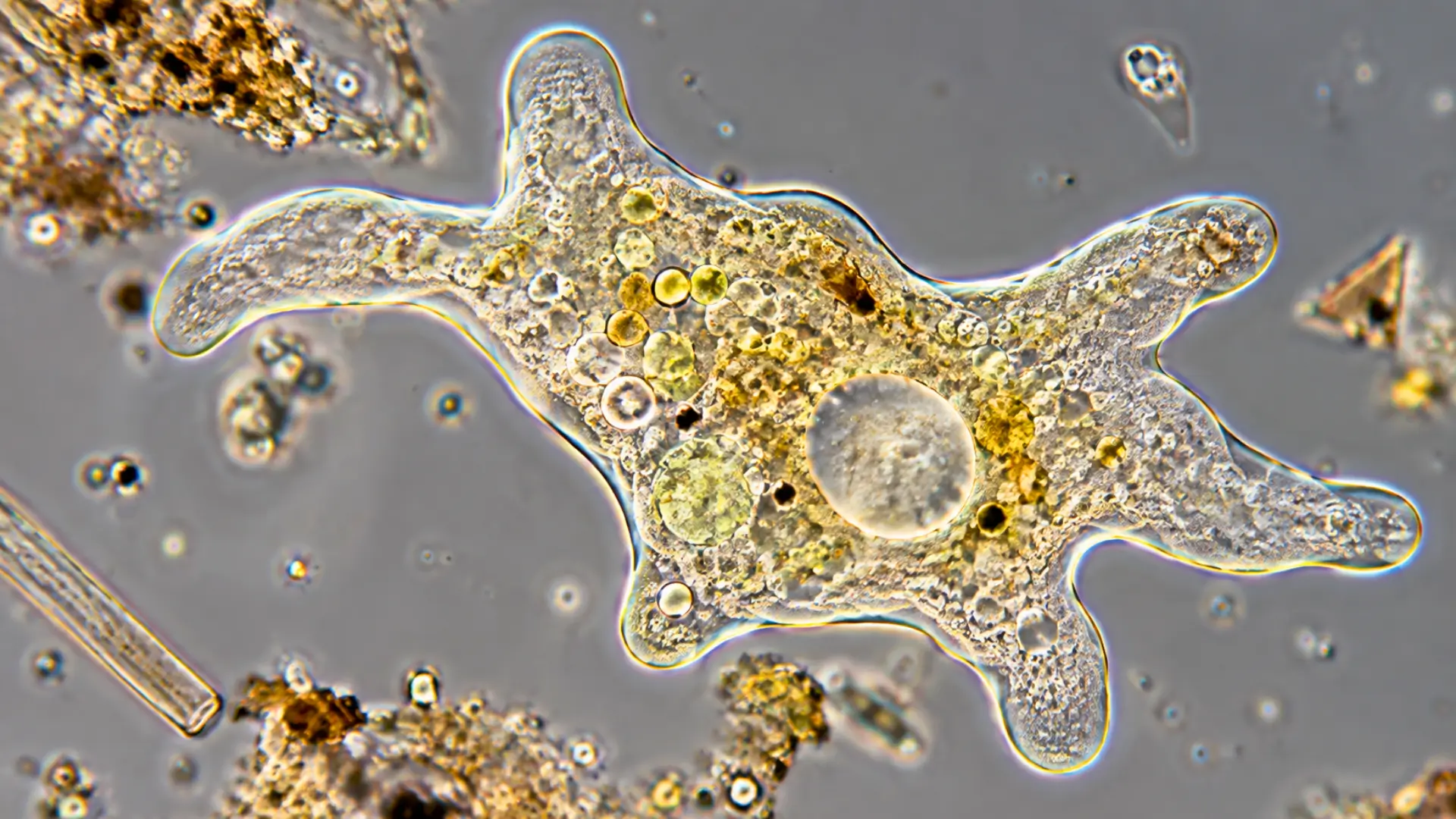 Vue au microscope d’une amibe semblable à Incendiamoeba cascadensis, organisme eucaryote capable de se reproduire à 63 °C.